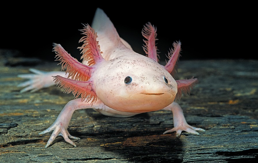 Aksolotl
