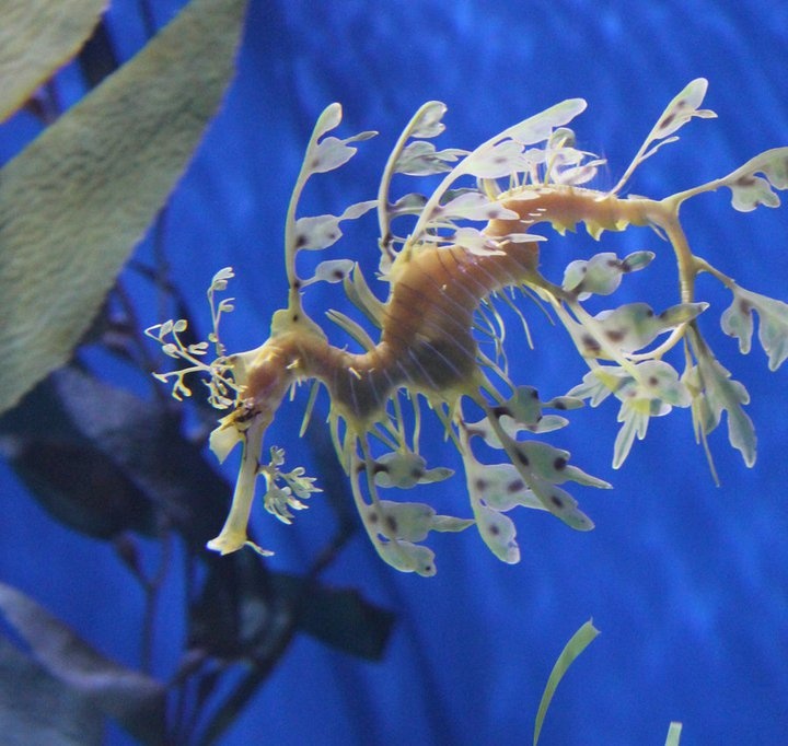 Yaprak ejderi, benzersiz görünümüyle adeta bir kamuflaj ustasıdır.