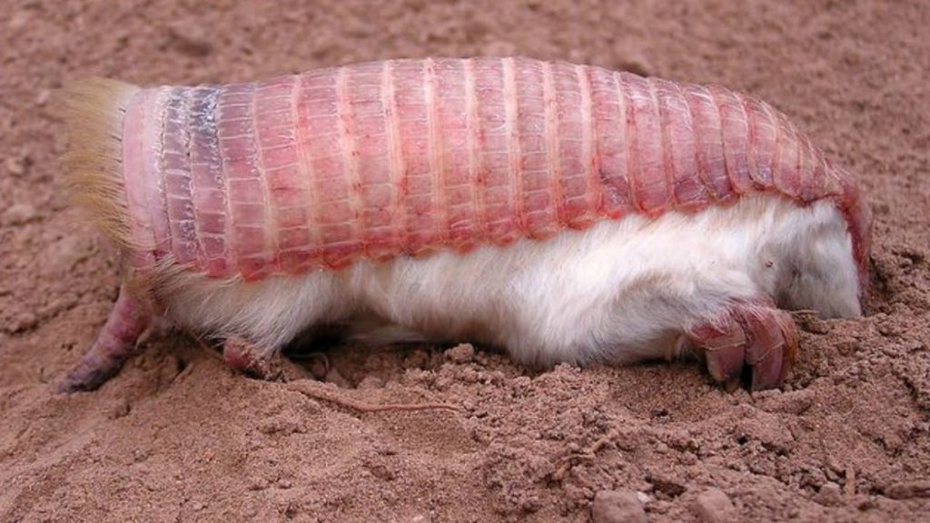 Pembe peri armadillo