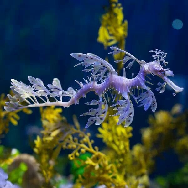 Minik deniz ejderhası