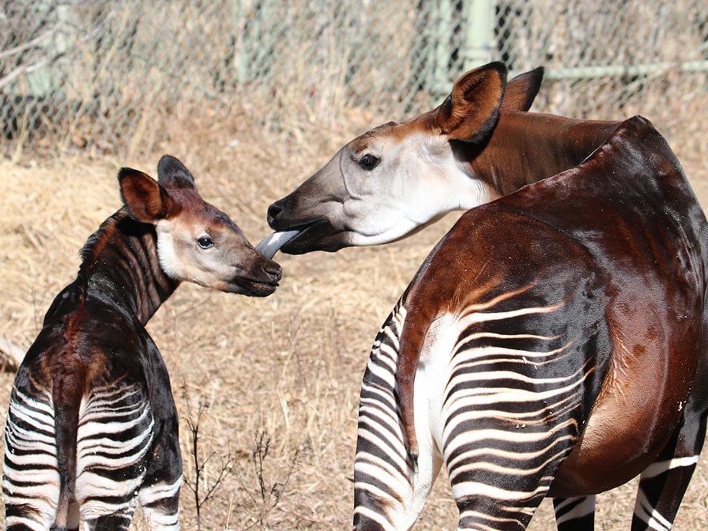 okapi