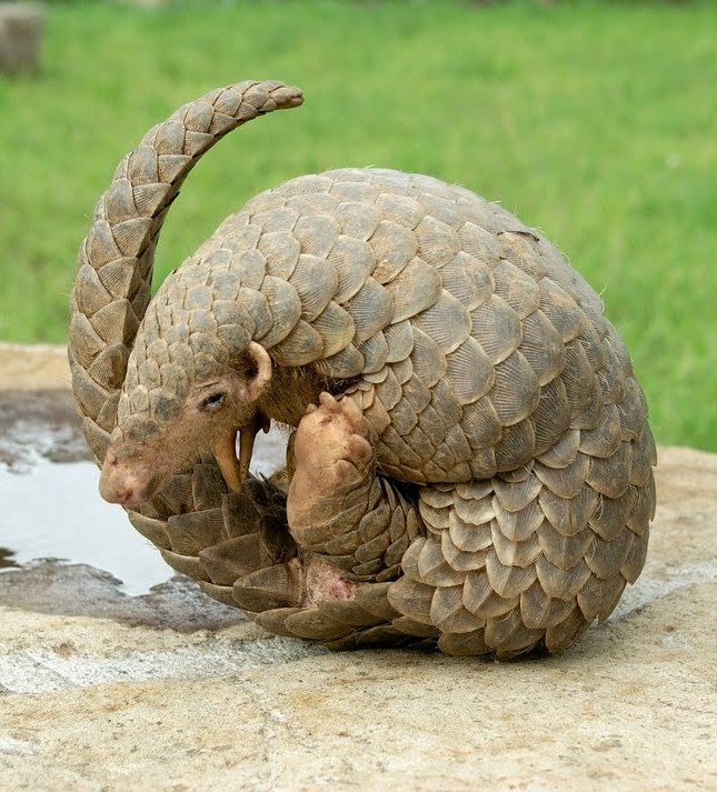 Pangolinler, doğanın en gizemli ve korunmaya muhtaç canlıları arasında yer alır. Bu canlılar "pullu karıncayiyenler" olarak da bilinir.