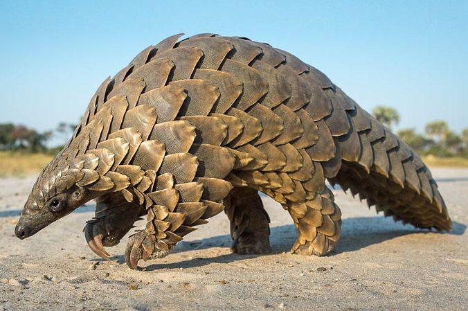 Pangolin sert ve keratin pullarla kaplı vücudu.