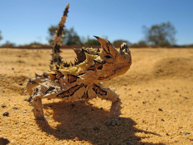 thorny devil
