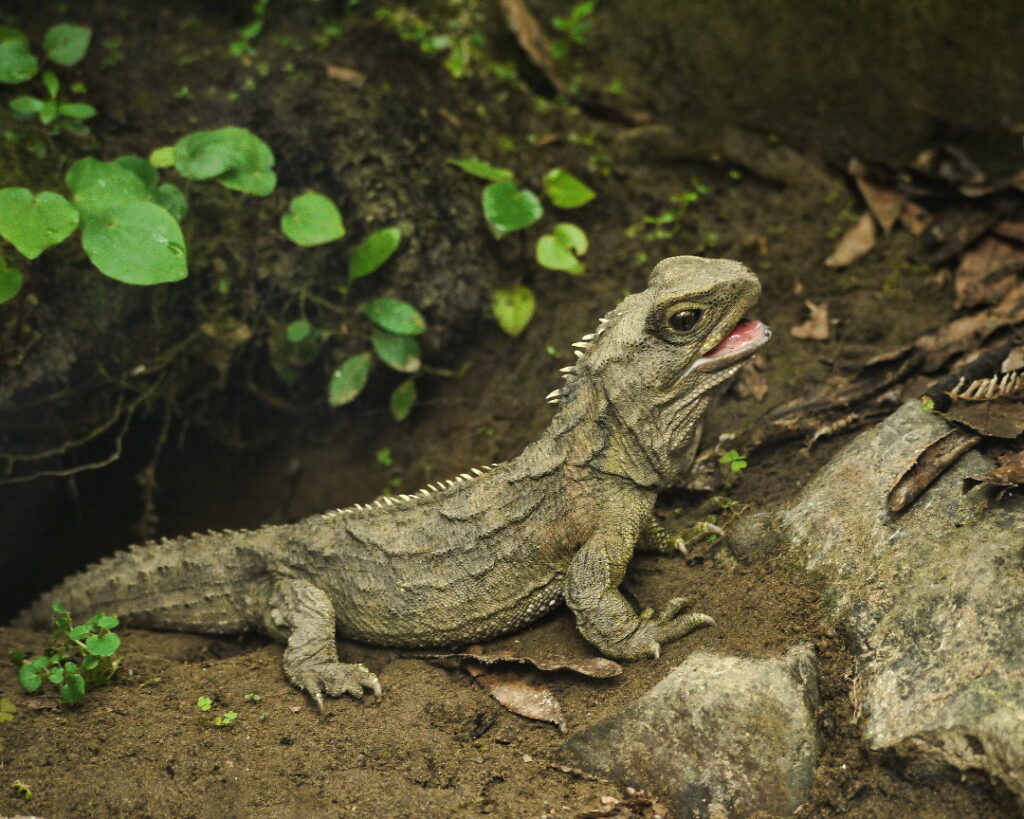 tuatara