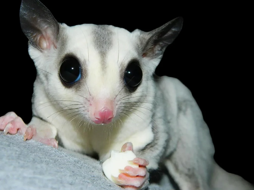 sugar glider