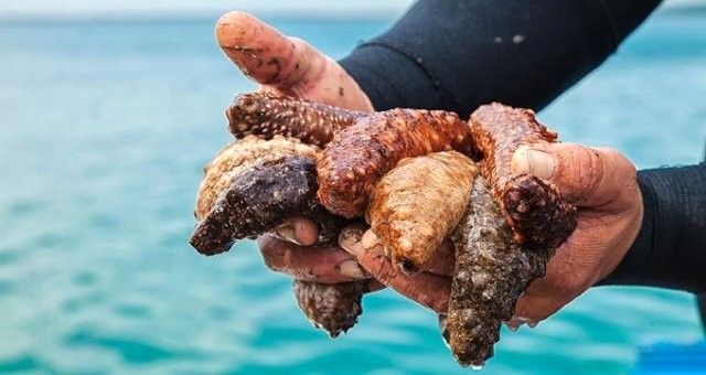 Deniz hıyarı okyanus tabanının ilginç canlılarındandır ve görünüşüyle bir sebzeyi andırır.