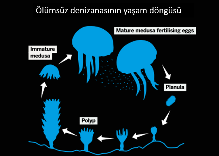 Turritopsis dohrnii