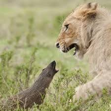 Aslan vs Bal porsuğu