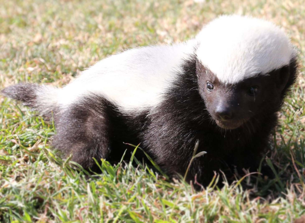 Bal porsuğu küçüklük