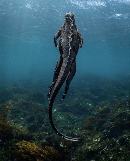 deniz iguanasısert ve görkemli vücudu, keskin pençeleri sayesinde akıntılı sularda rahatlıkla yüzer.