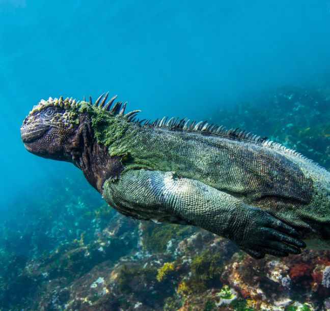deniz iguanası