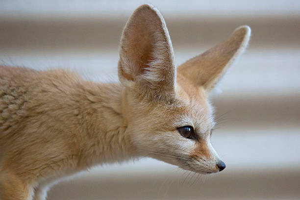 Fennec Tilkisi