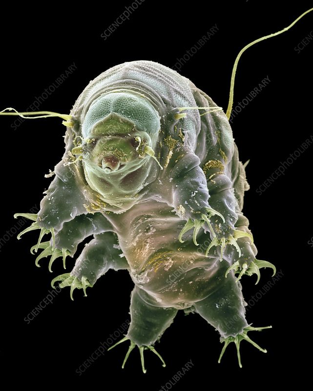 Tardigrad yani halk arasında su ayısı olarak bilinir. Küçük ama bir o kadar da güçlü.