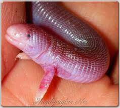 meksika köstebek kertenkelesi